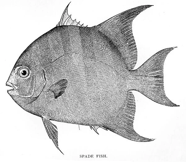 Spade fish engraving 1898