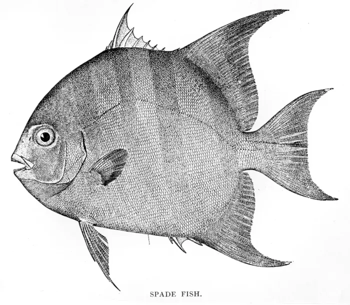 Framed Print : Spade fish engraving 1898 Framed Print : Spade fish engraving 1898