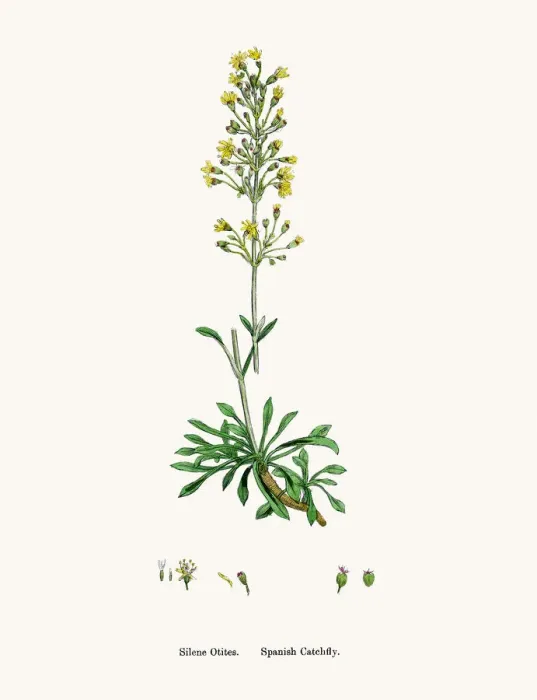 Framed Print : Spain Catchfly flower Framed Print : Spain Catchfly flower