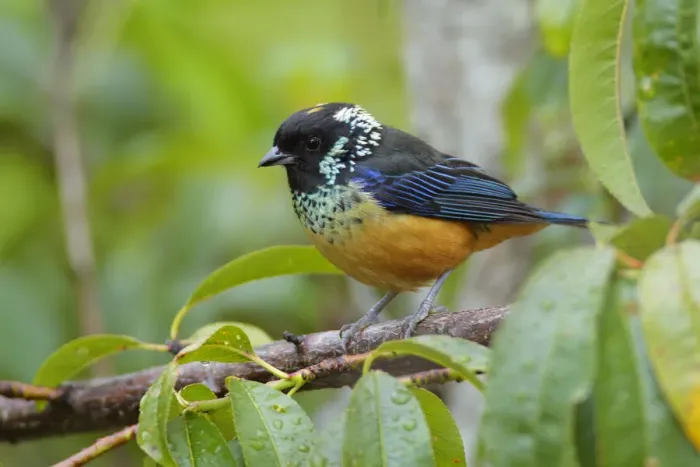 Framed Print : Spangle-cheeked Tanager Framed Print : Spangle-cheeked Tanager