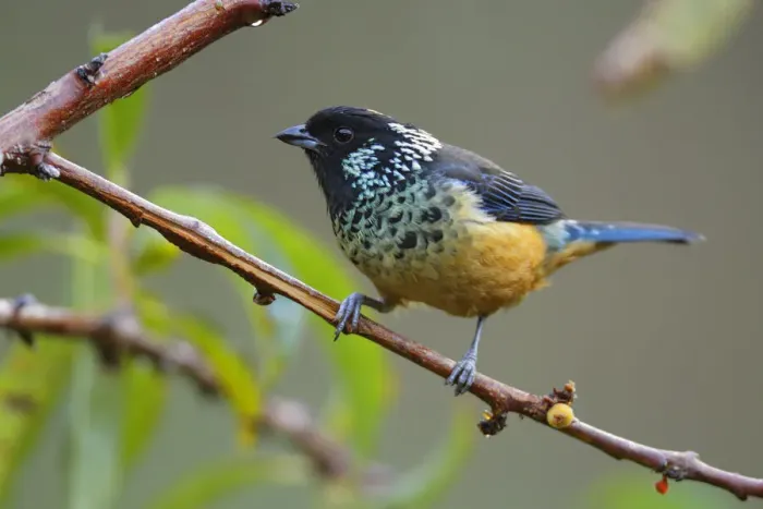 Framed Print : Spangle-cheeked Tanager Framed Print : Spangle-cheeked Tanager