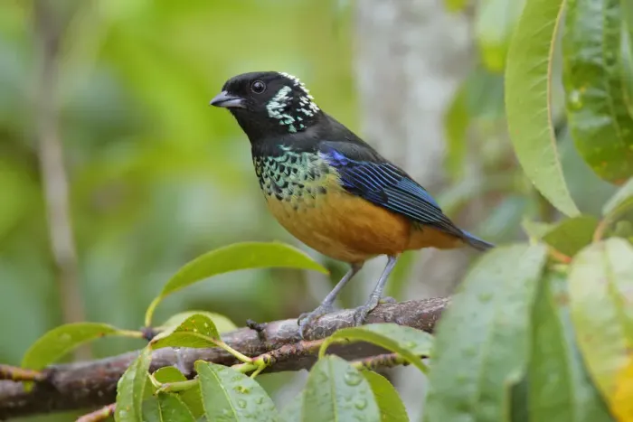 Framed Print : Spangle-cheeked Tanager Framed Print : Spangle-cheeked Tanager