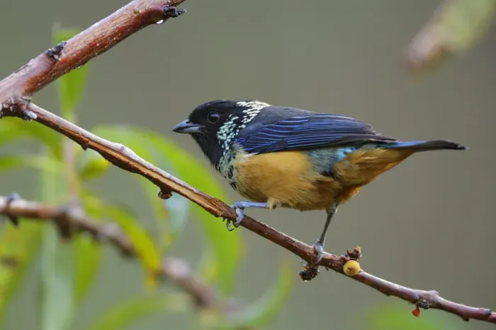 Framed Print : Spangle-cheeked Tanager