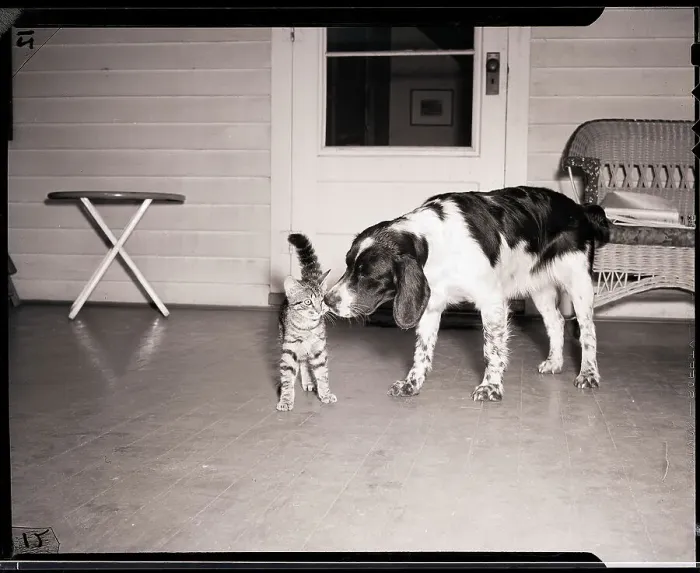 Framed Print : Spaniel Sniffing Face of Cat Framed Print : Spaniel Sniffing Face of Cat