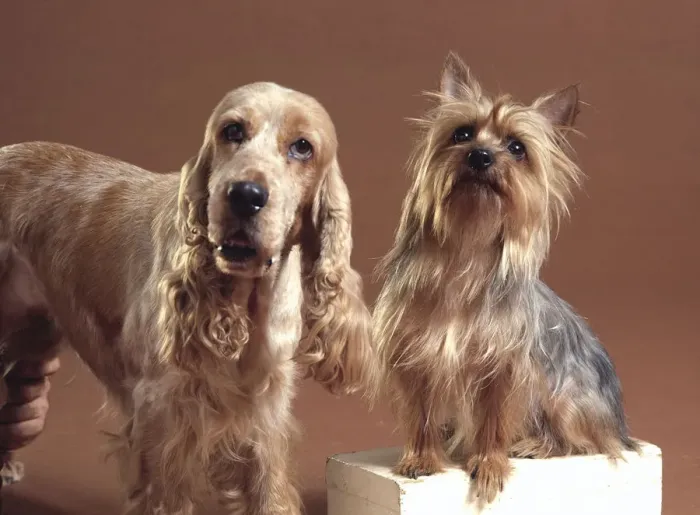 Framed Print : A Spaniel & A Terrier