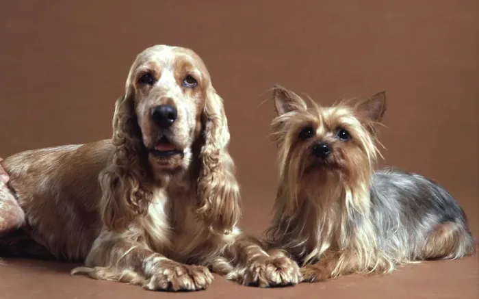 Framed Print : A Spaniel & A Terrier