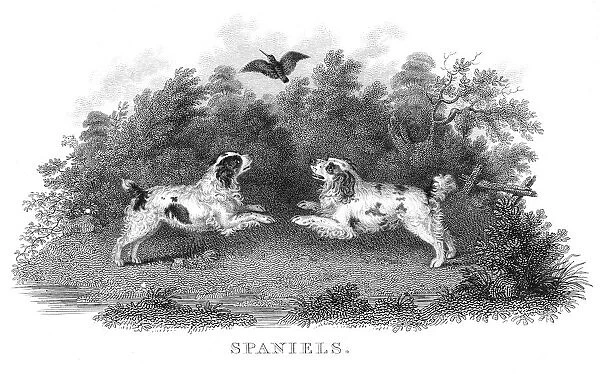 Spaniels engraving 1812