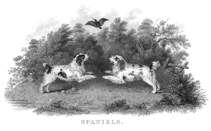 Framed Print : Spaniels engraving 1812 Framed Print : Spaniels engraving 1812