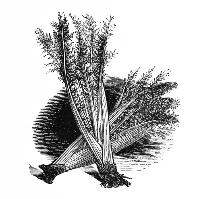 Framed Print : Spanish Artichoke Framed Print : Spanish Artichoke