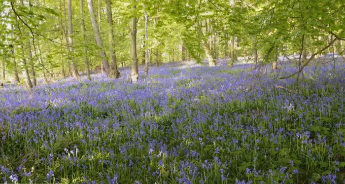 Framed Print : Spanish Bluebells -Hyacinthoides hispanica- in a deciduous forest Framed Print : Spanish Bluebells -Hyacinthoides hispanica- in a deciduous forest