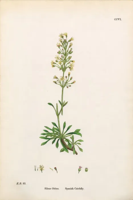 Framed Print : Spanish Catchfly, Silene Otites, Victorian Botanical Illustration, 1863 Framed Print : Spanish Catchfly, Silene Otites, Victorian Botanical Illustration, 1863