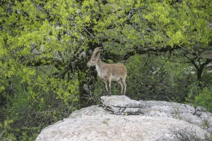 Framed Print : Spanish Ibex -Capra pyrenaica hispanica-, Antequera, Andalusia, Spain Framed Print : Spanish Ibex -Capra pyrenaica hispanica-, Antequera, Andalusia, Spain
