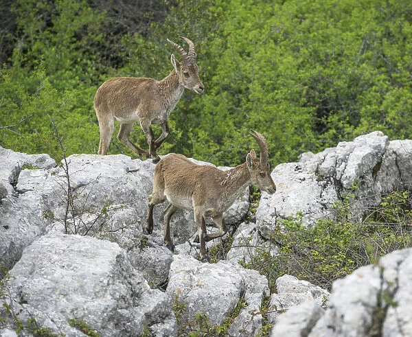 Spanish Ibexes -Capra pyrenaica hispanica-, Antequera, Andalusia, Spain