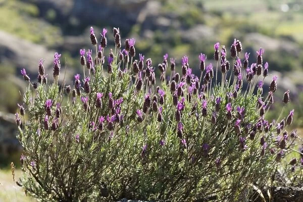 Spanish Lavender or Topped Lavender -Lavandula stoechas-, Lake Bafa, Mugla Province, Aegean region, Turkey
