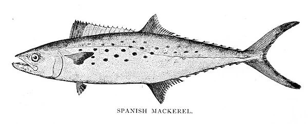 Spanish mackerel engraving 1898