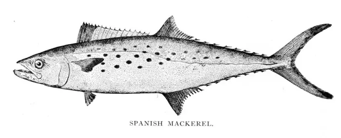 Framed Print : Spanish mackerel engraving 1898 Framed Print : Spanish mackerel engraving 1898