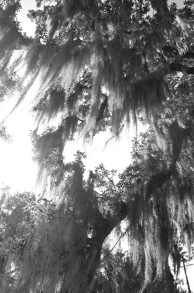 Spanish moss trees in park