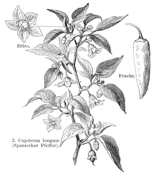 Framed Print : Spanish pepper engraving 1895 Framed Print : Spanish pepper engraving 1895