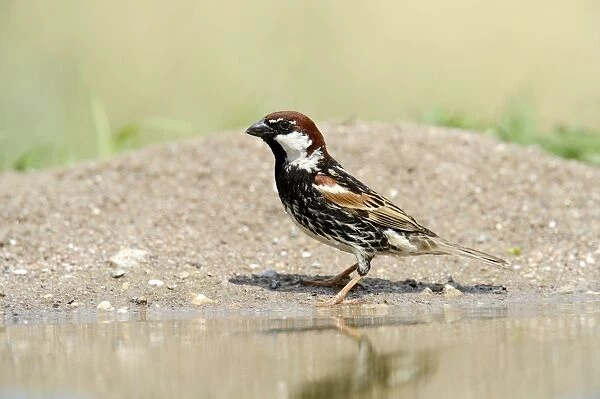 Spanish Sparrow or Willow Sparrow -Passer hispaniolensis-, Rhodopes, Bulgaria