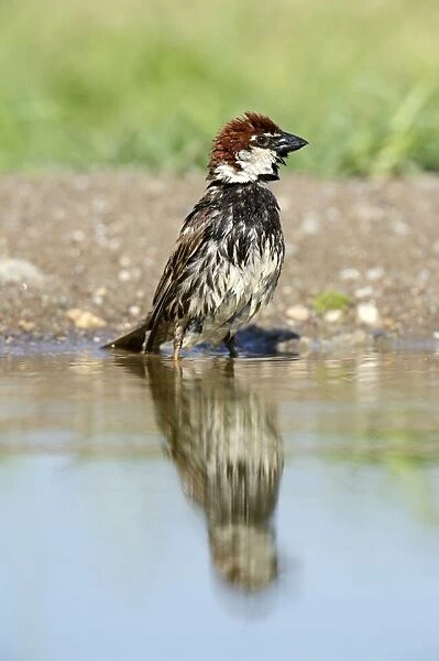 Spanish Sparrow or Willow Sparrow -Passer hispaniolensis- washing itself, Rhodopes, Bulgaria