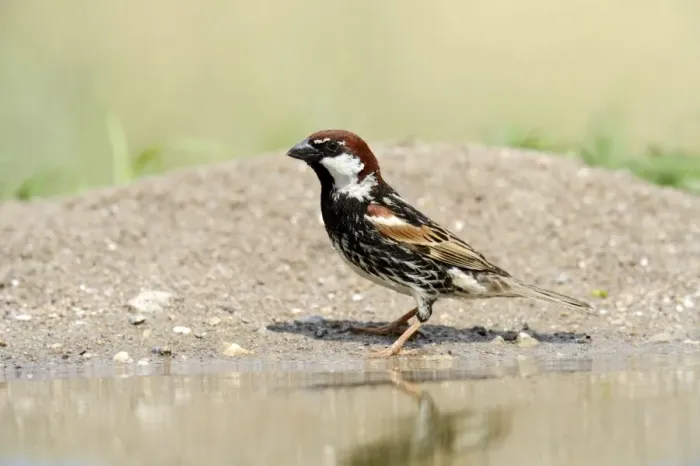 Framed Print : Spanish Sparrow or Willow Sparrow -Passer hispaniolensis-, Rhodopes, Bulgaria