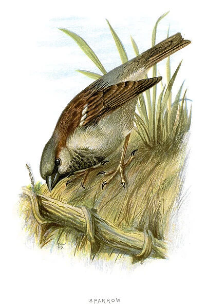 Sparrow. Vintage lithograph from 1883 of a Sparrow
