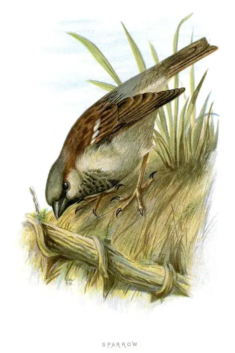 Framed Print : Sparrow. Vintage lithograph from 1883 of a Sparrow Framed Print : Sparrow. Vintage lithograph from 1883 of a Sparrow
