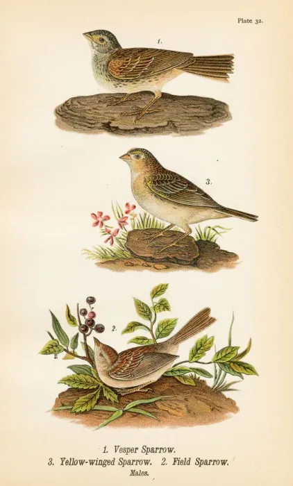 Framed Print : Sparrow bird lithograph 1890 Framed Print : Sparrow bird lithograph 1890