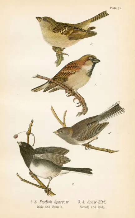 Framed Print : Sparrow bird lithograph 1890 Framed Print : Sparrow bird lithograph 1890
