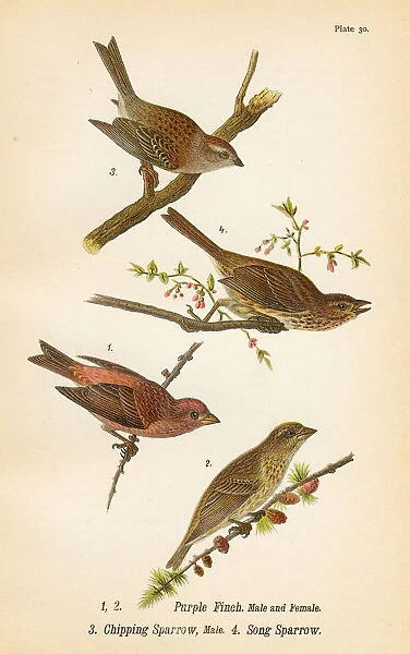 Sparrow and Finch bird lithograph 1890