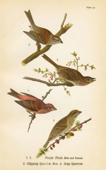 Framed Print : Sparrow and Finch bird lithograph 1890 Framed Print : Sparrow and Finch bird lithograph 1890