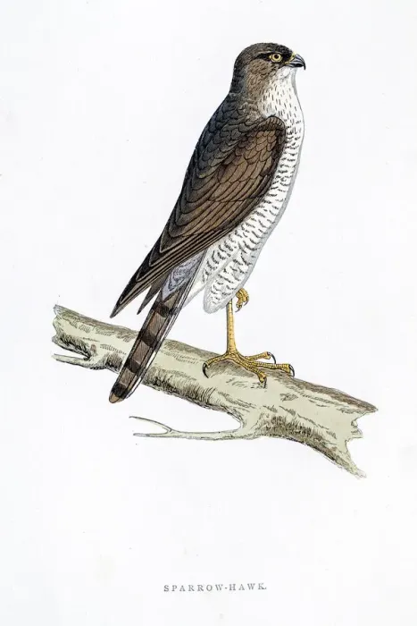 Framed Print : Sparrow Hawk bird 19 century illustration