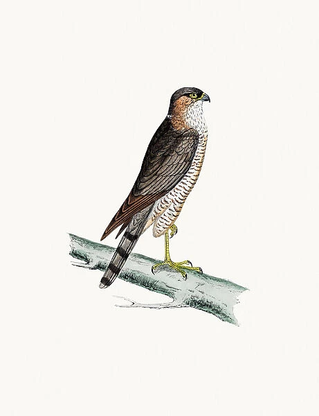 Sparrow Hawk bird of prey