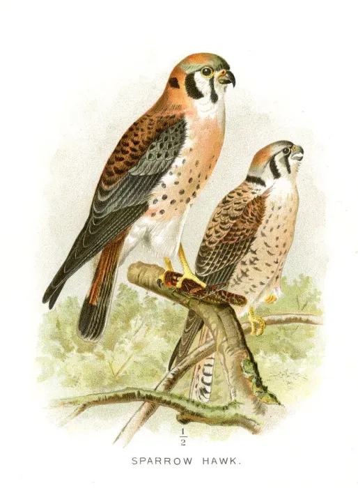 Framed Print : Sparrow hawk lithograph 1897 Framed Print : Sparrow hawk lithograph 1897