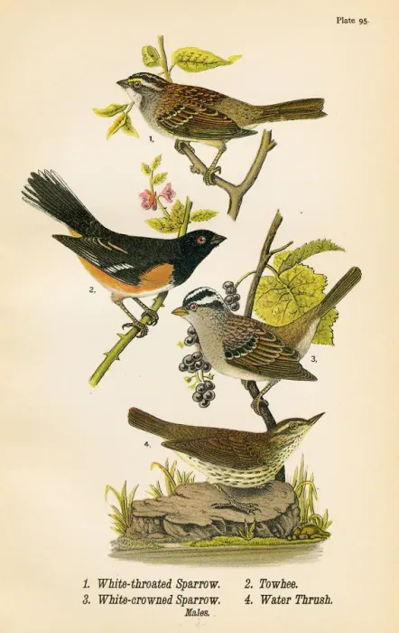 Framed Print : Sparrow Towhee Thrush bird lithograph 1890 Framed Print : Sparrow Towhee Thrush bird lithograph 1890