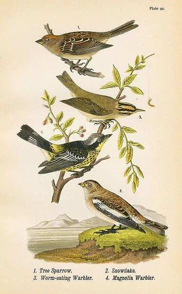 Sparrow Warbler bird lithograph 1890