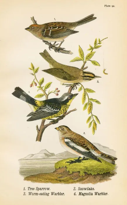 Framed Print : Sparrow Warbler bird lithograph 1890 Framed Print : Sparrow Warbler bird lithograph 1890