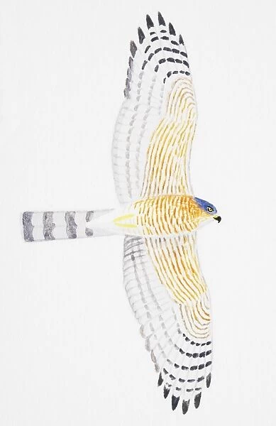 Sparrowhawk (Accipiter nisus), adult male