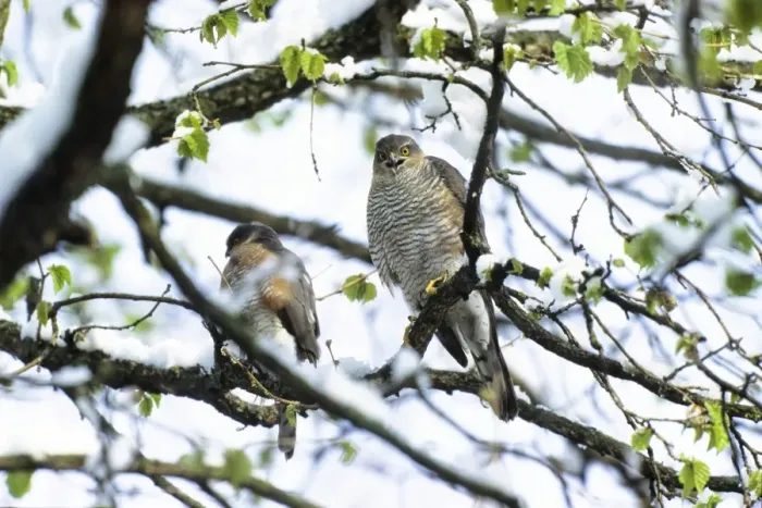 Framed Print : Sparrowhawks -Accipiter nisus-, couple in late winter, Upper Bavaria, Germany, Europe Framed Print : Sparrowhawks -Accipiter nisus-, couple in late winter, Upper Bavaria, Germany, Europe