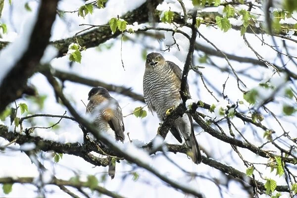 Sparrowhawks -Accipiter nisus-, couple in late winter, Upper Bavaria, Germany, Europe