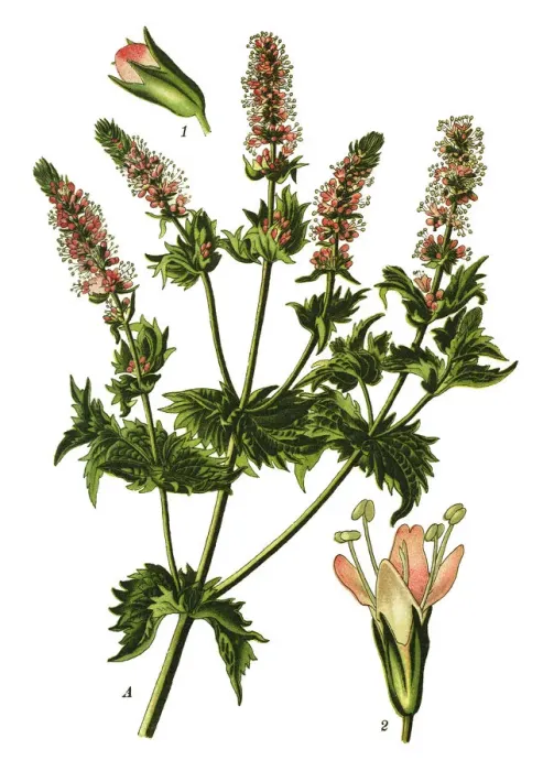 Framed Print : Spearmint, garden mint, common mint, lamb mint, mint