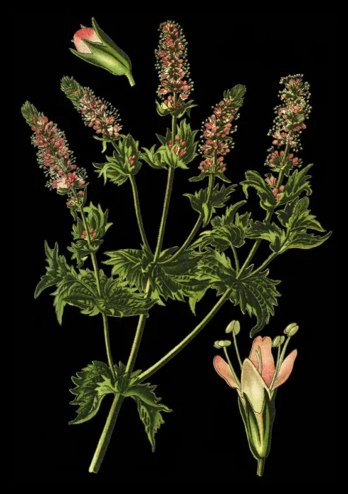 Framed Print : Spearmint, garden mint, common mint, lamb mint, mint Framed Print : Spearmint, garden mint, common mint, lamb mint, mint