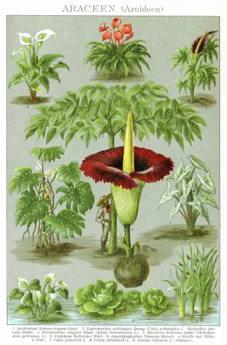 Framed Print : Species of Anthurium calla lilly titan arum and other plants Framed Print : Species of Anthurium calla lilly titan arum and other plants