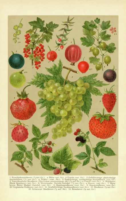 Framed Print : Species of berries Cranberry Strawberry Gooseberry Grape illustration 1898 Framed Print : Species of berries Cranberry Strawberry Gooseberry Grape illustration 1898