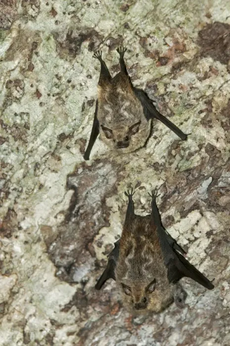 Framed Print : Species of fruit-eating bats -Stenodermatinae-, Tiputini rainforest, Yasuni National Park, Ecuador, South America Framed Print : Species of fruit-eating bats -Stenodermatinae-, Tiputini rainforest, Yasuni National Park, Ecuador, South America