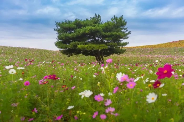 Framed Print : specimen tree on a daisy field at Hitachi seaside park Framed Print : specimen tree on a daisy field at Hitachi seaside park