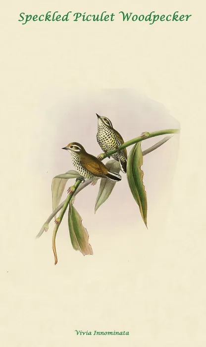 Framed Print : Speckled Piculet Woordpecker Framed Print : Speckled Piculet Woordpecker