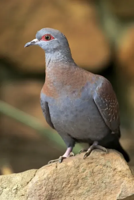 Framed Print : Speckled Pigeon -Columba guinea-, adult on rock, Simonstown, Western Cape, South Africa