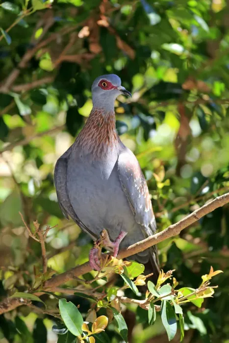 Framed Print : Speckled Pigeon -Columba guinea-, adult on tree, Simonstown, Western Cape, South Africa