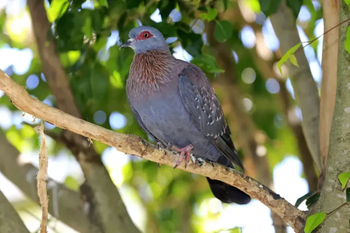 Framed Print : Speckled Pigeon -Columba guinea-, adult on tree, Simonstown, Western Cape, South Africa Framed Print : Speckled Pigeon -Columba guinea-, adult on tree, Simonstown, Western Cape, South Africa